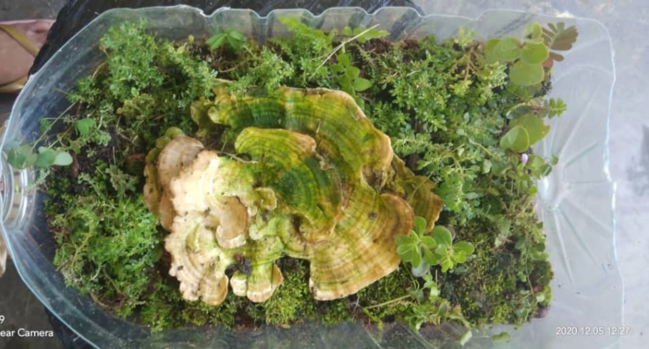 terarium lumut