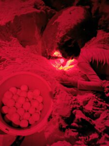 turtle eggs