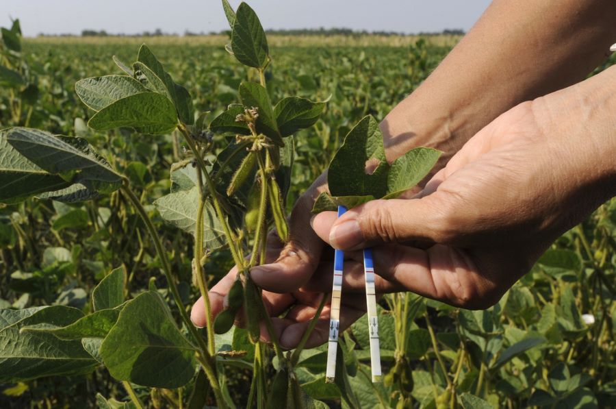 GMO soy in the tropics