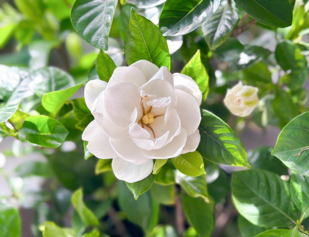 saffron alternative Gardenia jasminoides