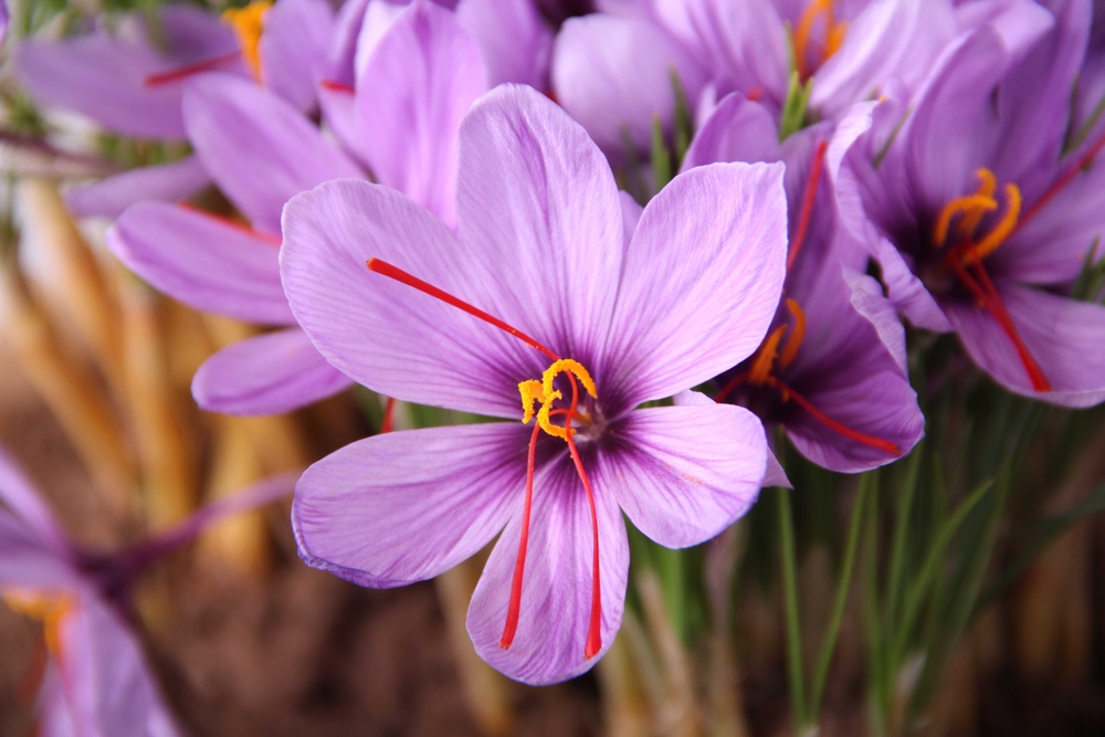 saffron flower