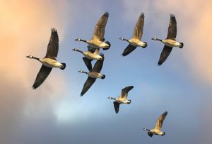 geese, navigation, burung, birds, angsa