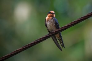 bird, navigation, swallow, navigasi, burung
