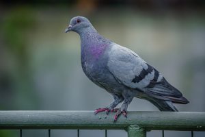 burung, bird, navigasi, navigation