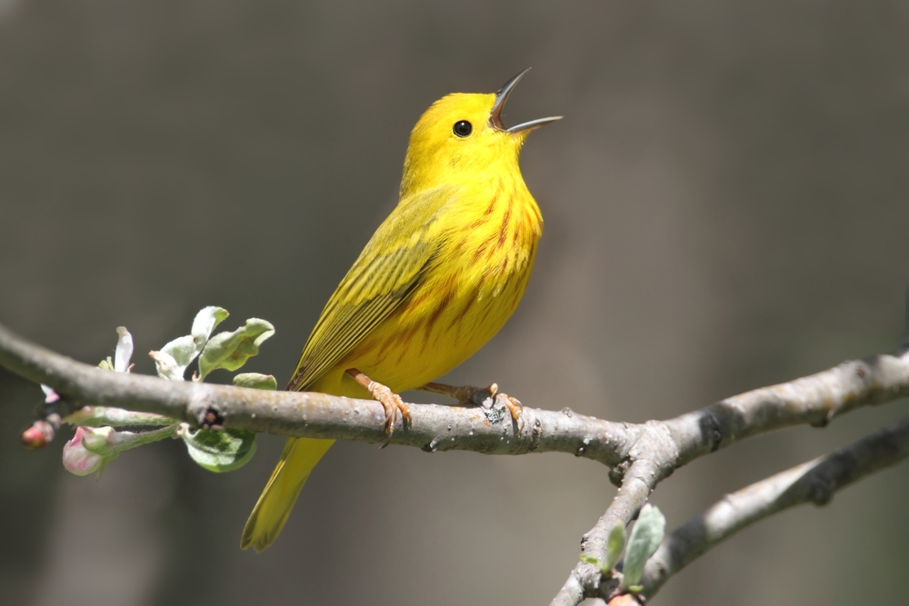 burung, Yellow,Warbler,(dendroica,Petechia),On,A,Branch,In,Early,Spring