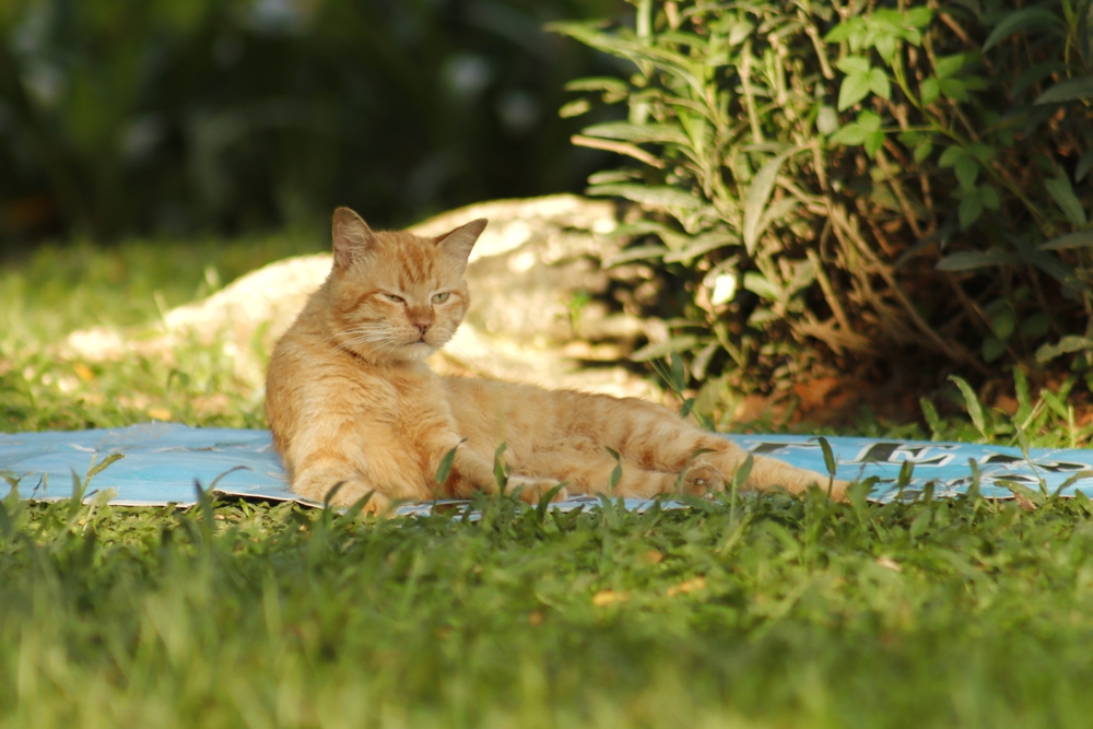 kucing oren, orange cat, oyen