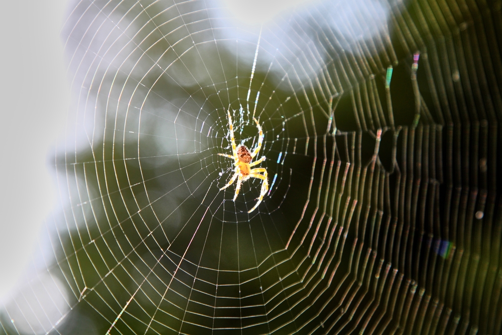 spiders, web, spinneret